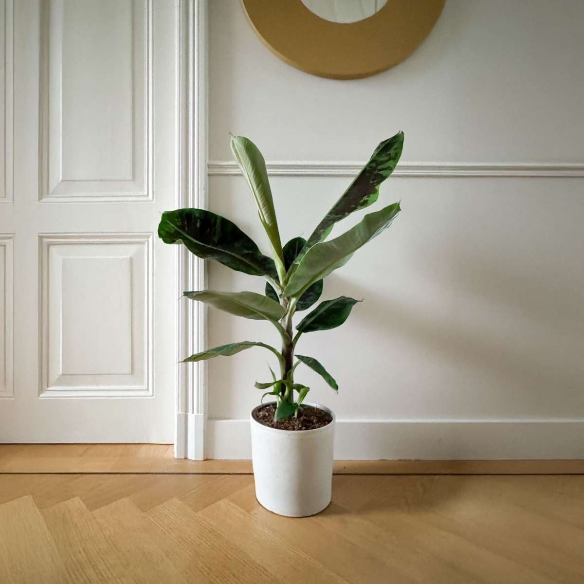 Other Green Houseplants Bananväxt - Musa 'Dwarf Cavendish' - Höjd 90-100Cm - ⌀21Cm