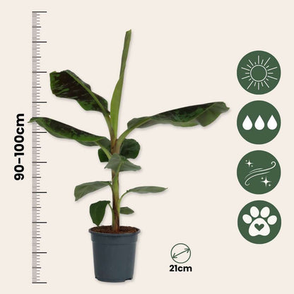 Other Green Houseplants Bananväxt - Musa 'Dwarf Cavendish' - Höjd 90-100Cm - ⌀21Cm