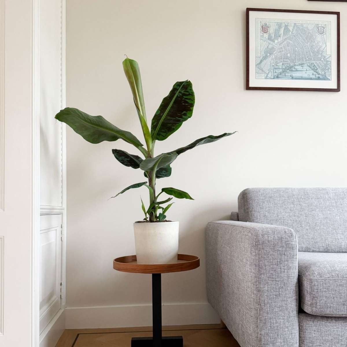 Other Green Houseplants Bananväxt - Musa 'Dwarf Cavendish' - Höjd 90-100Cm - ⌀21Cm