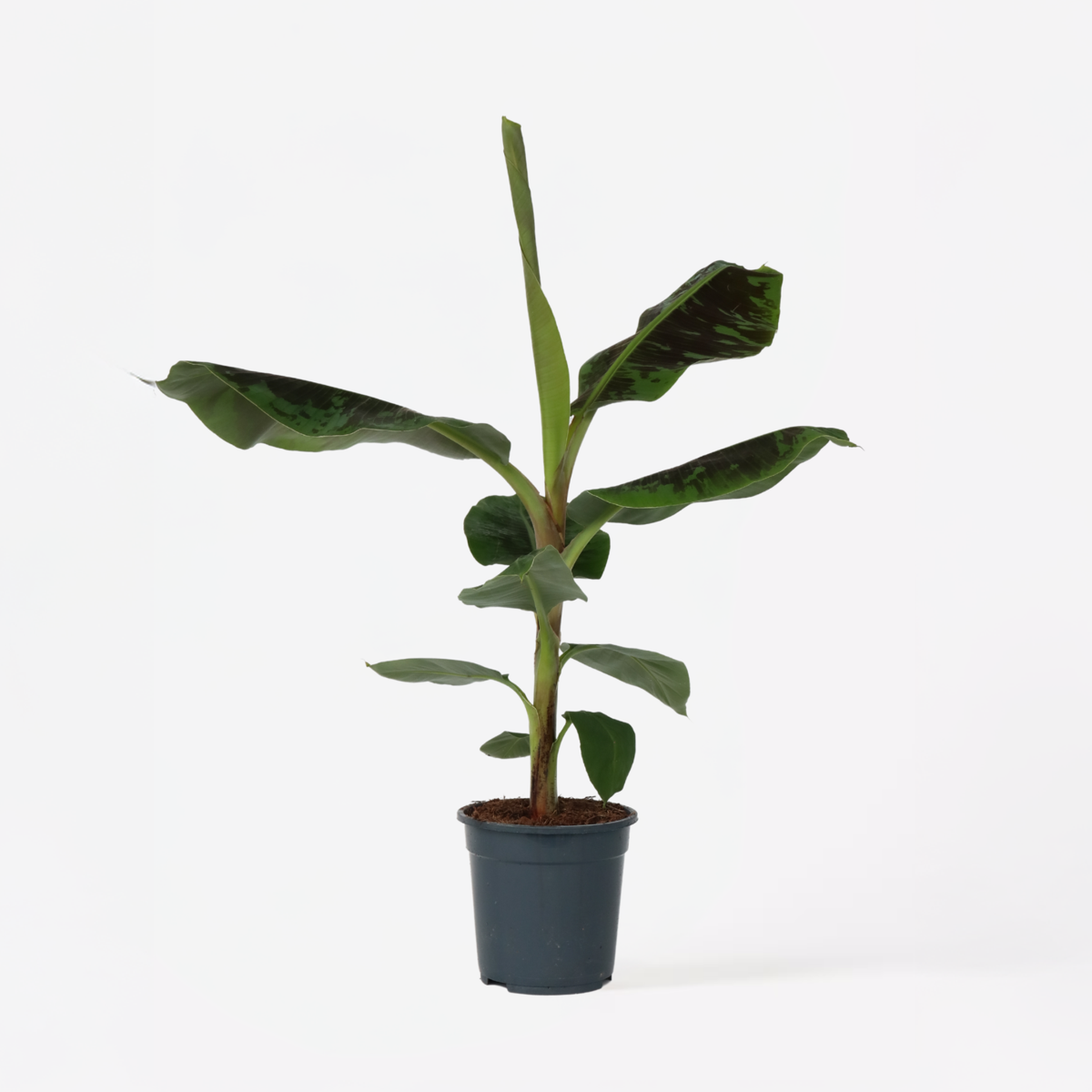 Other Green Houseplants Bananväxt - Musa 'Dwarf Cavendish' - Höjd 90-100Cm - ⌀21Cm