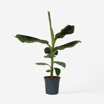 Other Green Houseplants Bananväxt - Musa 'Dwarf Cavendish' - Höjd 90-100Cm - ⌀21Cm