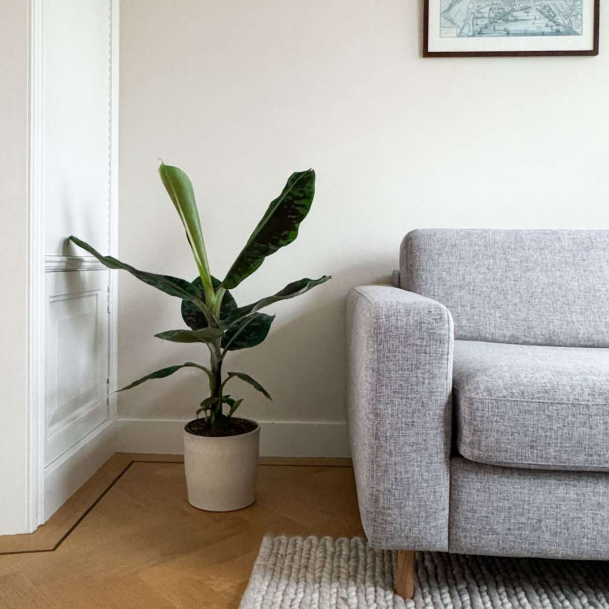 Other Green Houseplants Bananväxt - Musa 'Dwarf Cavendish' - Höjd 90-100Cm - ⌀21Cm