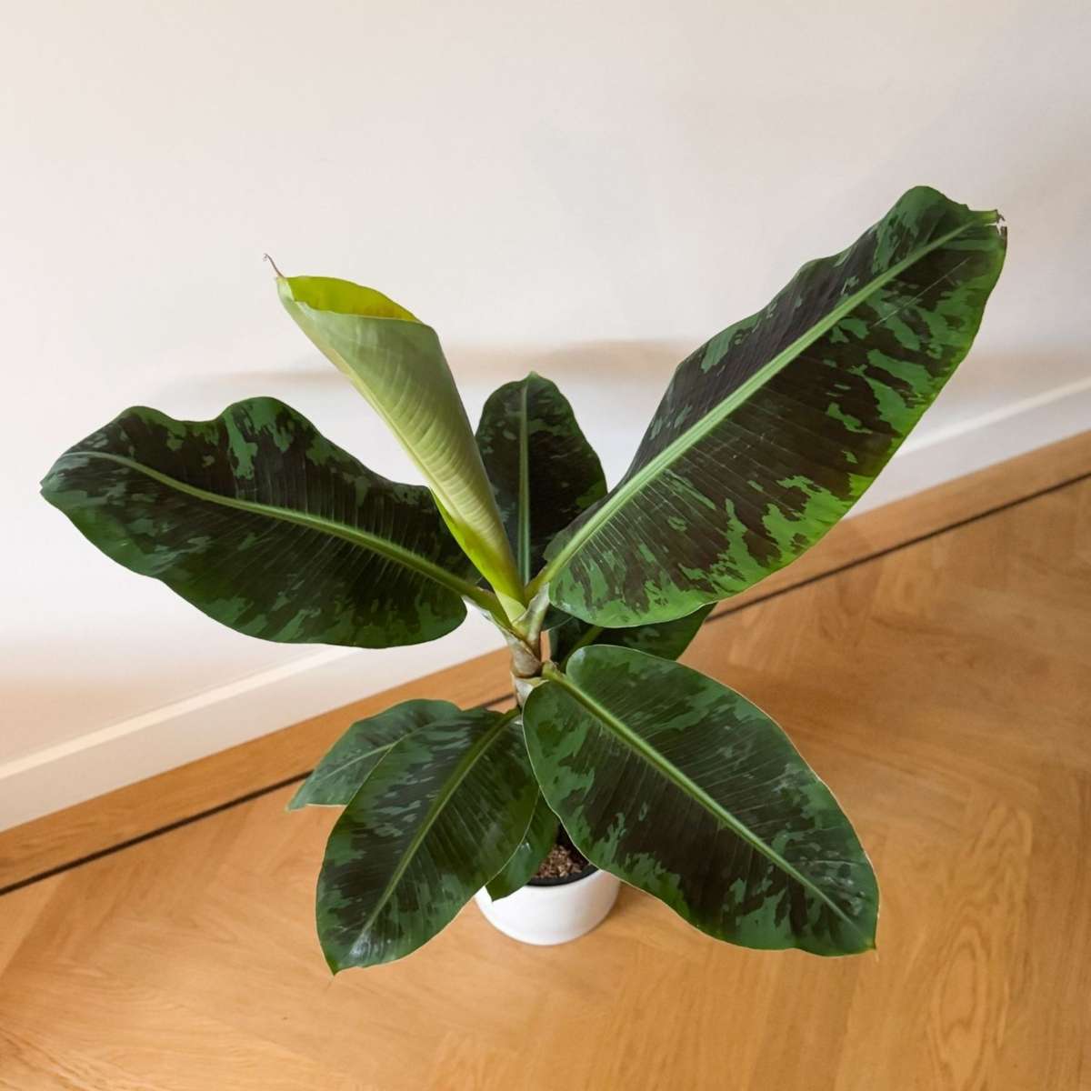 Other Green Houseplants Bananväxt - Musa 'Dwarf Cavendish' - Höjd 90-100Cm - ⌀21Cm