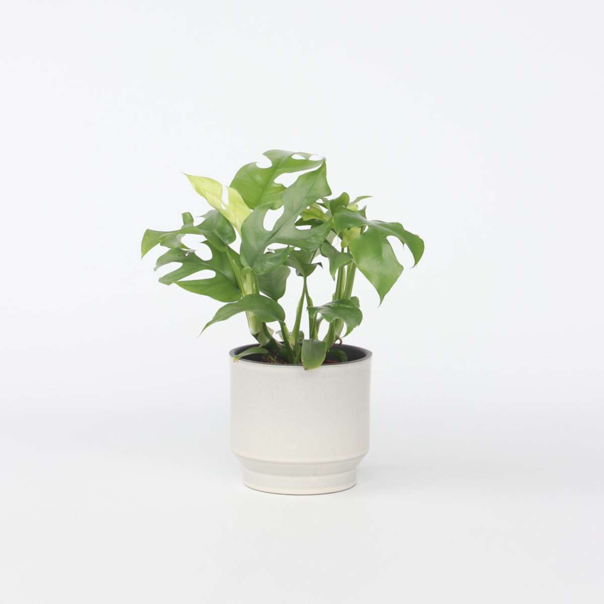 Florastore Hålväxt - Rhaphidophora Tetrasperma - Höjd 20-30Cm - ⌀12Cm