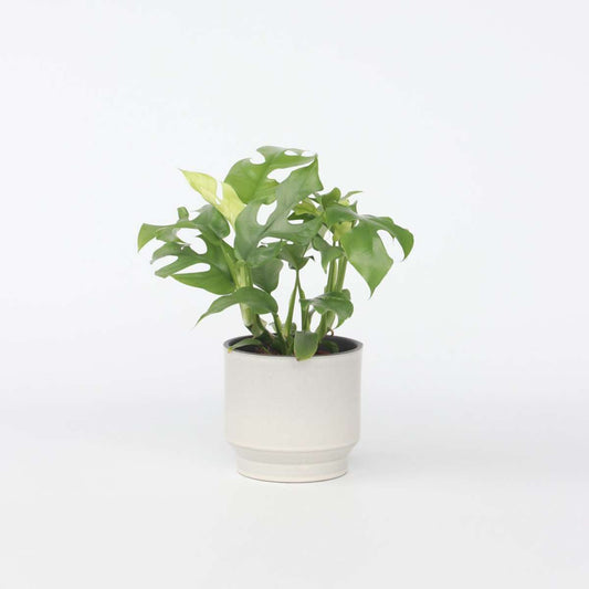 Florastore Hålväxt - Rhaphidophora Tetrasperma - Höjd 20-30Cm - ⌀12Cm