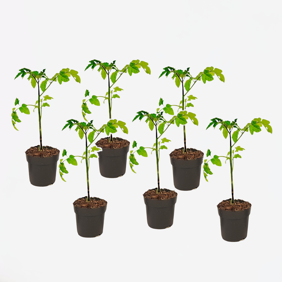 Florastore Tomatplanta - Set Om 6 - Lycopersicon Lycopersicum - Höjd 20-30Cm - ⌀10,5Cm