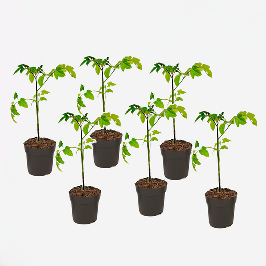 Florastore Tomatplanta - Set Om 6 - Lycopersicon Lycopersicum - Höjd 20-30Cm - ⌀10,5Cm