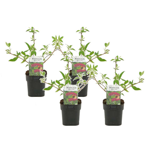 Florastore Fjärilsbuske - Set Om 4 - Buddleja Davidii 'Royal Red' - Höjd 30-40Cm - ⌀17Cm