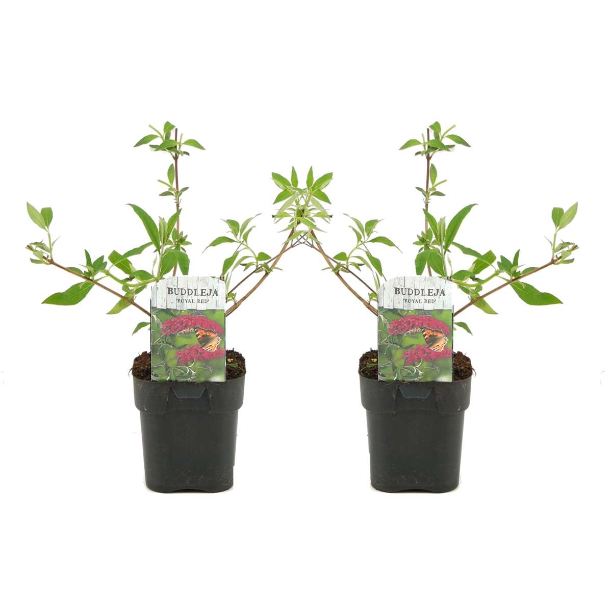 Florastore Fjärilsbuske - Set Om 2 - Buddleja Davidii 'Royal Red' - Höjd 30-40Cm - ⌀17Cm
