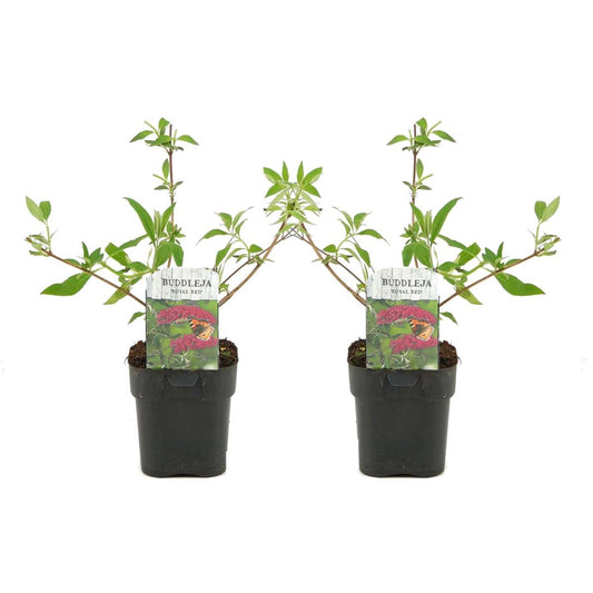 Florastore Fjärilsbuske - Set Om 2 - Buddleja Davidii 'Royal Red' - Höjd 30-40Cm - ⌀17Cm