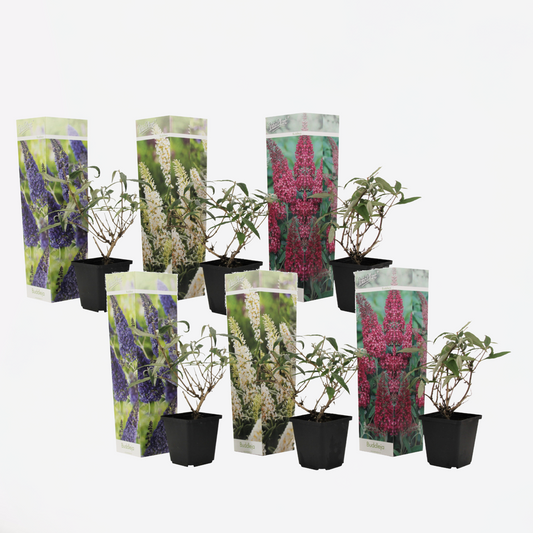 Florastore Fjärilsbuske - Set Om 6 - Buddleja Davidii - Höjd 25-40Cm - ⌀9Cm