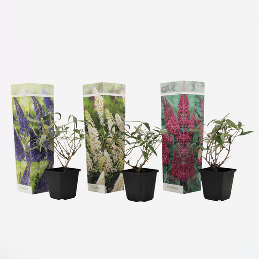 Florastore Fjärilsbuske - Set Om 3 - Buddleja Davidii - Höjd 25-40Cm - ⌀9Cm
