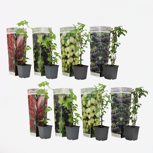 Florastore Bärväxter - Set Om 8 - Rubus, Rubrum, Uva, Fructosus - Höjd 25-40Cm - ⌀9Cm