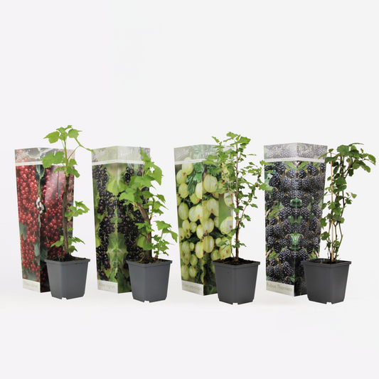Florastore Bärväxter - Set Om 4 - Rubus, Rubrum, Uva, Fructosus - Höjd 25-40Cm - ⌀9Cm