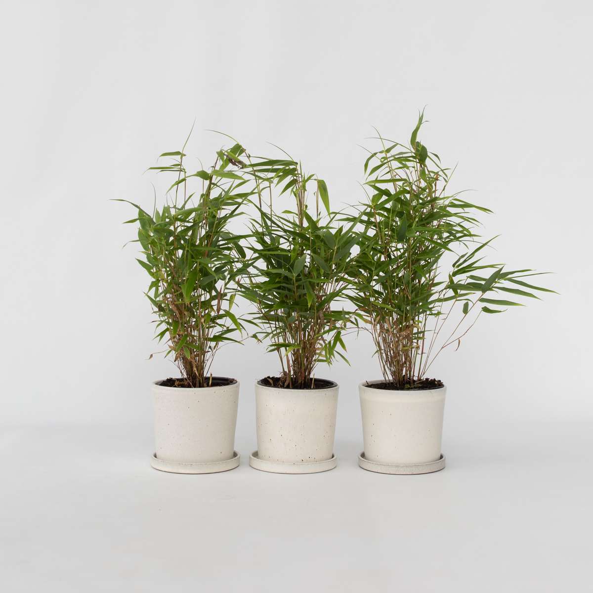 Florastore Bergbambu - Set Om 3 - Fargesia Rufa - Höjd 25-40Cm - ⌀13Cm