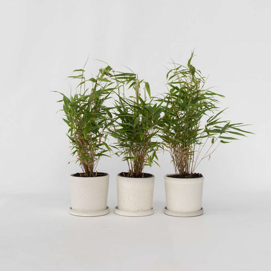 Florastore Bergbambu - Set Om 3 - Fargesia Rufa - Höjd 25-40Cm - ⌀13Cm