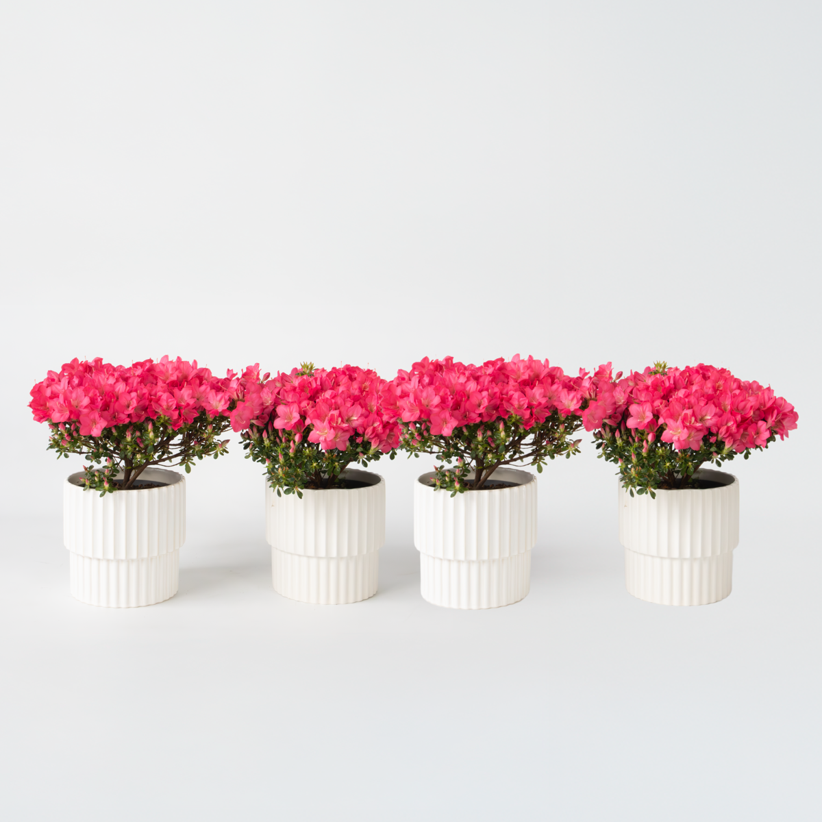Florastore Rhodondendron Buske - Set Om 4 - Rhod. Azalea 'Anouk' - Höjd 25-40Cm - ⌀17Cm