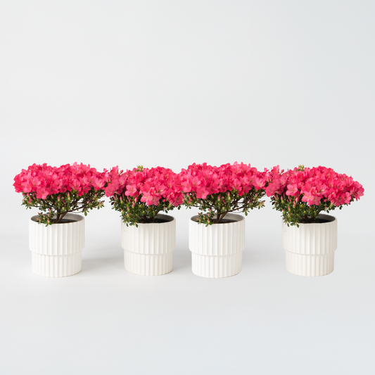Florastore Rhodondendron Buske - Set Om 4 - Rhod. Azalea 'Anouk' - Höjd 25-40Cm - ⌀17Cm