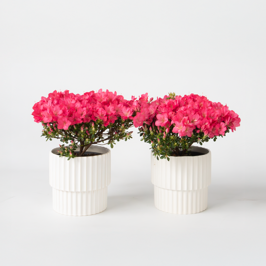 Florastore Rhodondendron Buske - Set Om 2 - Rhod. Azalea 'Anouk' - Höjd 25-40Cm - ⌀17Cm