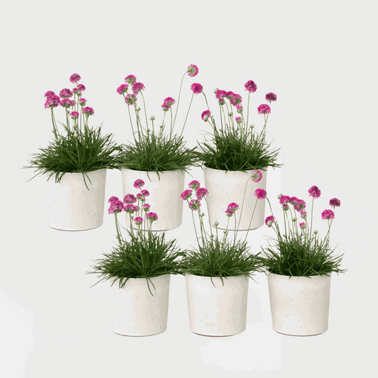 Florastore Strandtrift - Set Om 6 - Armeria Maritima 'Deep Rose' - Höjd 20-30Cm - ⌀12Cm