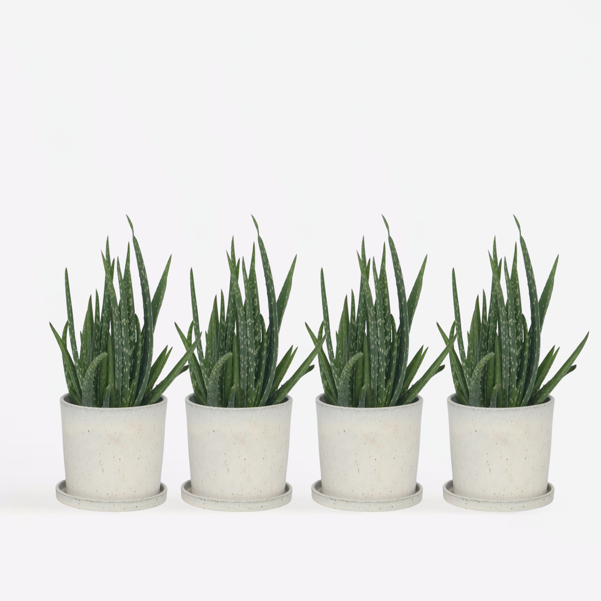 Florastore Aloe Vera - Set Om 4 - Aloe Barbadensis - Höjd 25-40Cm - ⌀10,5Cm