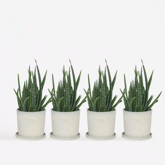 Florastore Aloe Vera - Set Om 4 - Aloe Barbadensis - Höjd 25-40Cm - ⌀10,5Cm