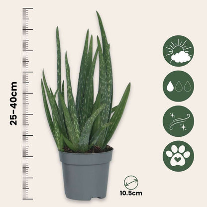 Out Of Category Houseplants Aloe Vera - Set Om 4 - Aloe Barbadensis - Höjd 25-40Cm - ⌀10,5Cm