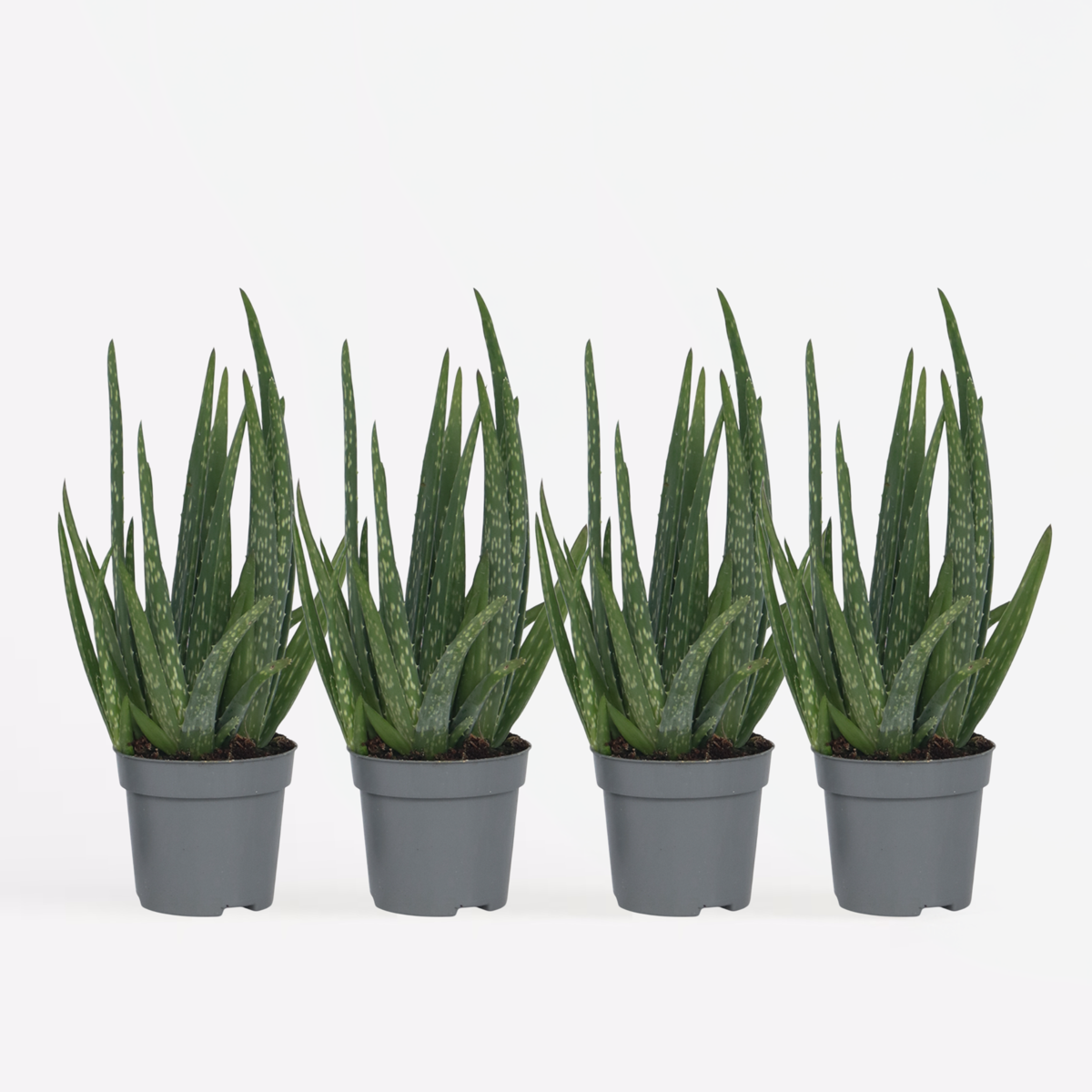 Out Of Category Houseplants Aloe Vera - Set Om 4 - Aloe Barbadensis - Höjd 25-40Cm - ⌀10,5Cm