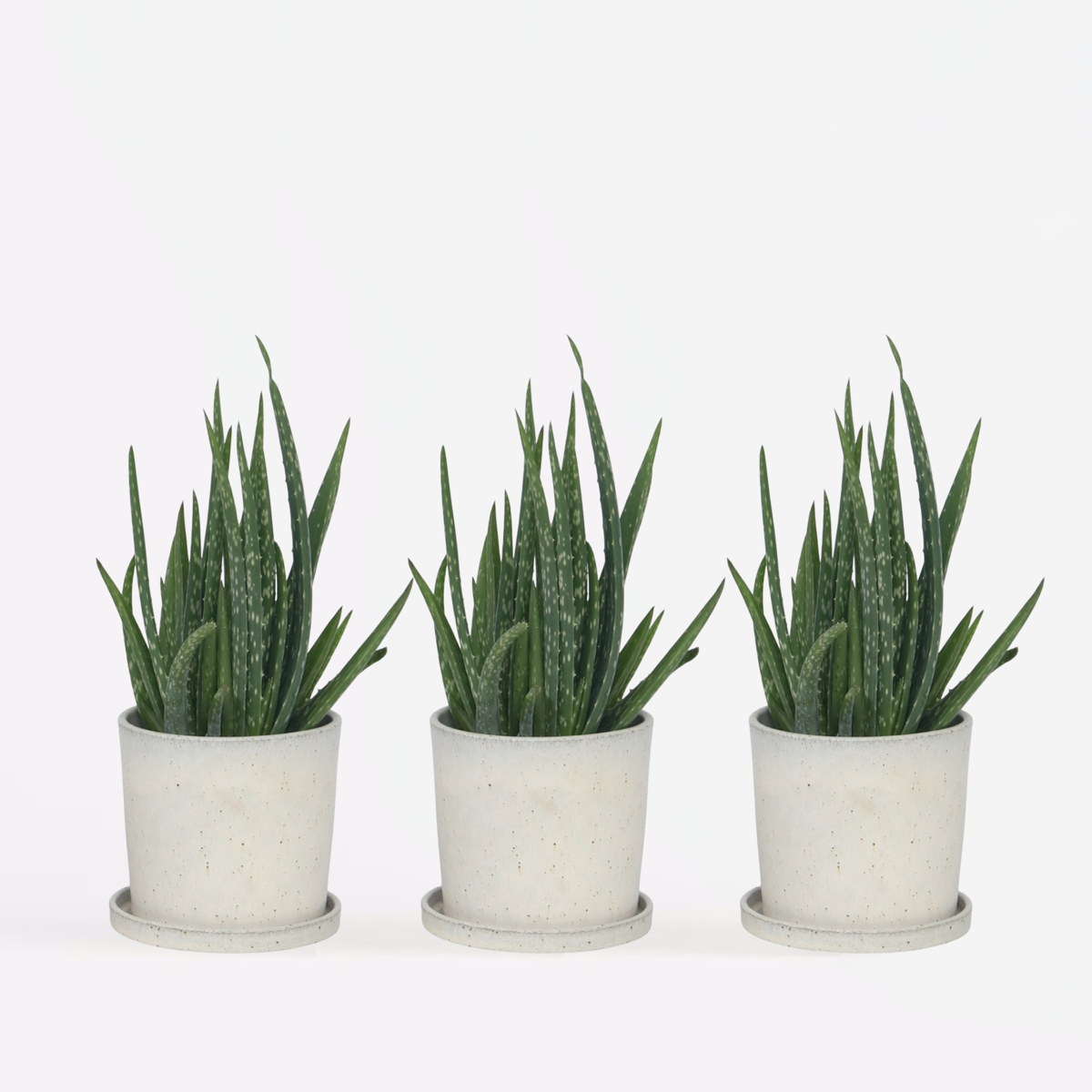 Florastore Aloe Vera - Set Om 3 - Aloe Barbadensis - Höjd 25-40Cm - ⌀10,5Cm