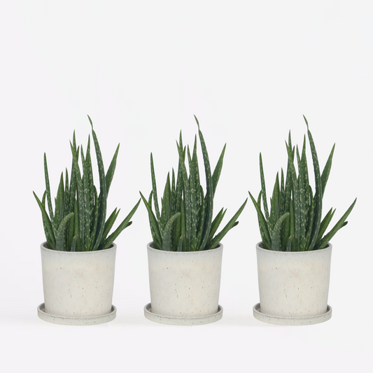 Florastore Aloe Vera - Set Om 3 - Aloe Barbadensis - Höjd 25-40Cm - ⌀10,5Cm