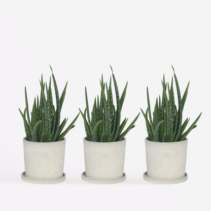 Out Of Category Houseplants Aloe Vera - Set Om 3 - Aloe Barbadensis - Höjd 25-40Cm - ⌀10,5Cm