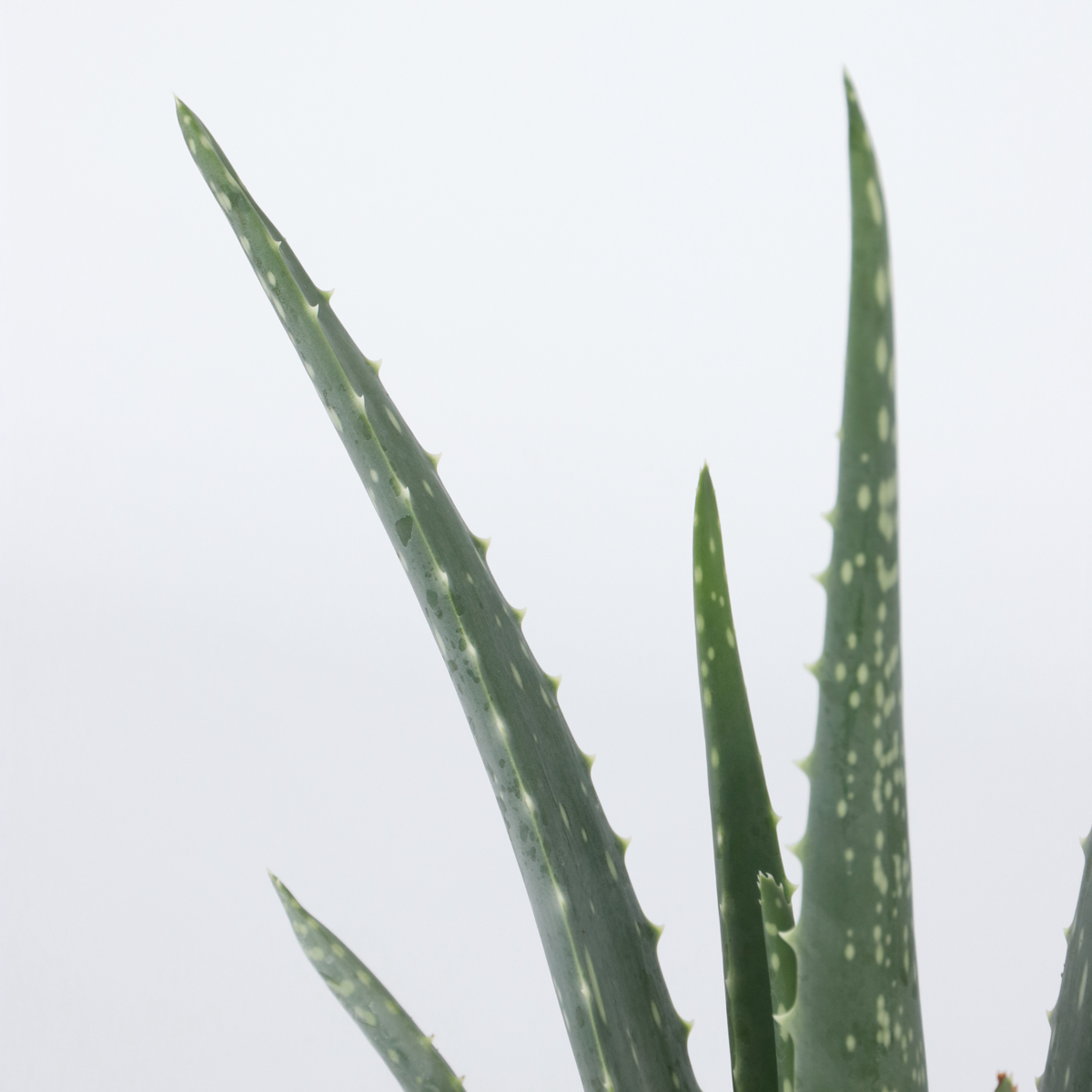Out Of Category Houseplants Aloe Vera - Set Om 3 - Aloe Barbadensis - Höjd 25-40Cm - ⌀10,5Cm