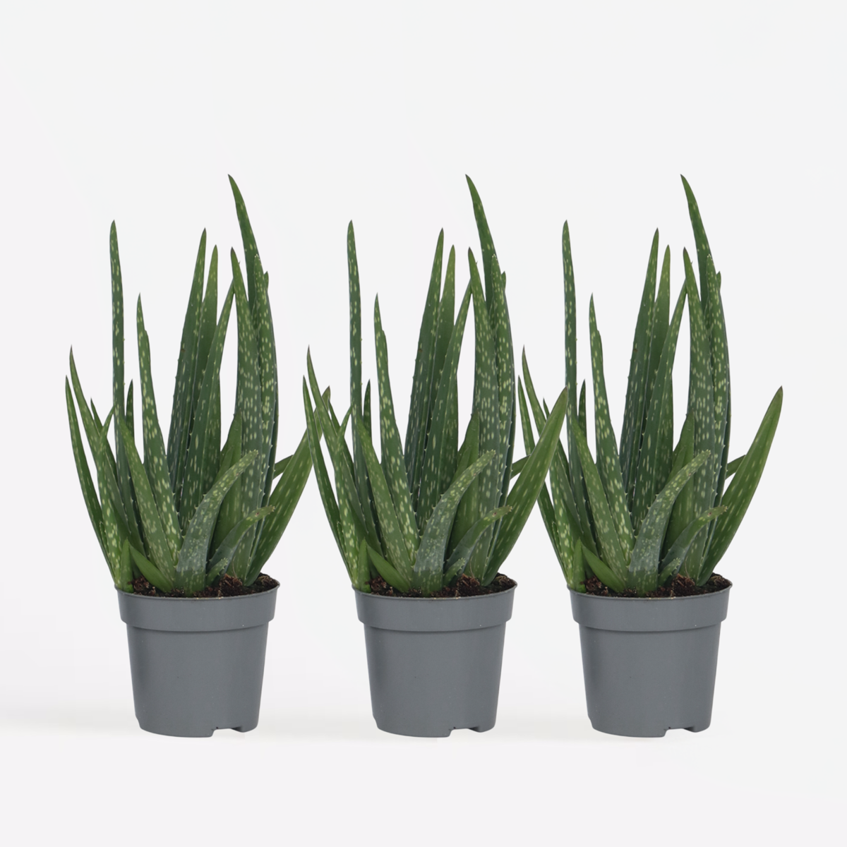 Out Of Category Houseplants Aloe Vera - Set Om 3 - Aloe Barbadensis - Höjd 25-40Cm - ⌀10,5Cm