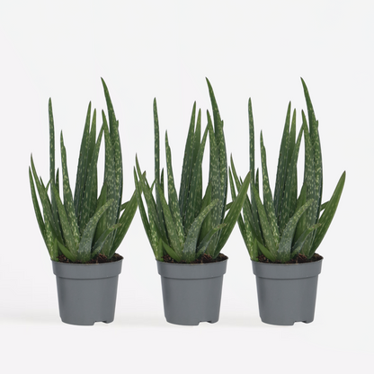Out Of Category Houseplants Aloe Vera - Set Om 3 - Aloe Barbadensis - Höjd 25-40Cm - ⌀10,5Cm