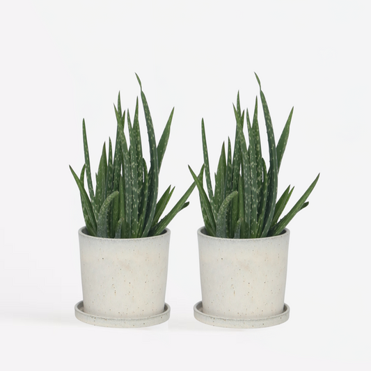 Florastore Aloe Vera - Set Om 2 - Aloe Barbadensis - Höjd 25-40Cm - ⌀10,5Cm