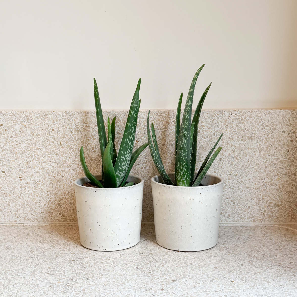 Out Of Category Houseplants Aloe Vera - Set Om 2 - Aloe Barbadensis - Höjd 25-40Cm - ⌀10,5Cm