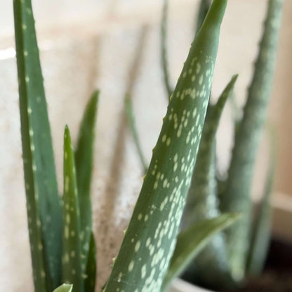 Out Of Category Houseplants Aloe Vera - Set Om 2 - Aloe Barbadensis - Höjd 25-40Cm - ⌀10,5Cm
