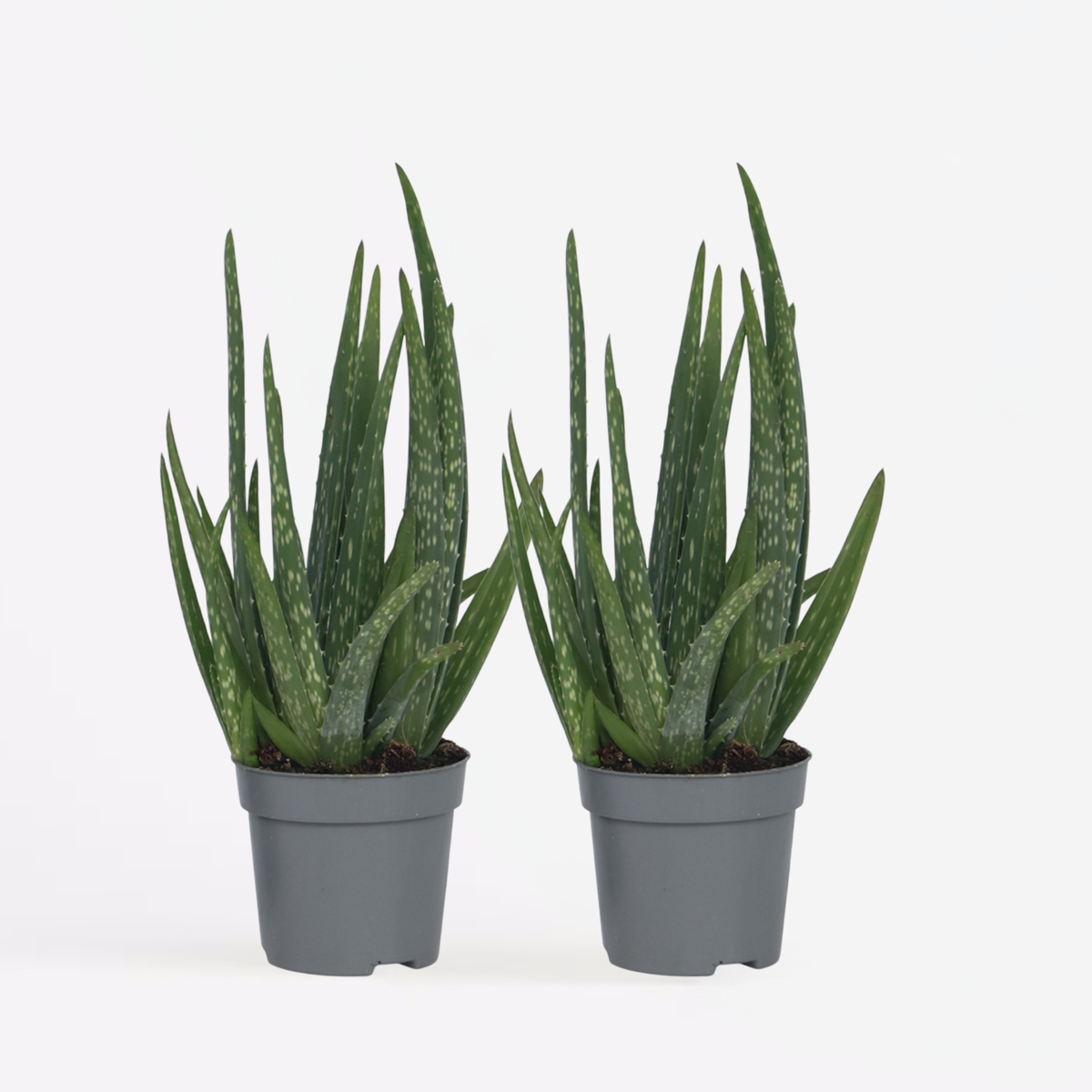 Out Of Category Houseplants Aloe Vera - Set Om 2 - Aloe Barbadensis - Höjd 25-40Cm - ⌀10,5Cm