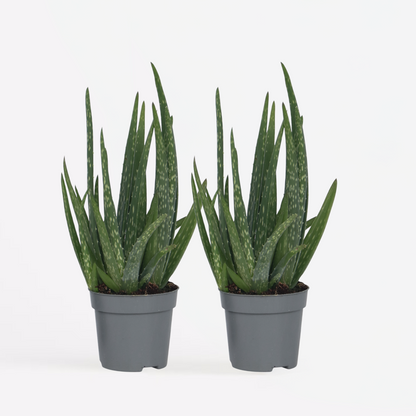 Out Of Category Houseplants Aloe Vera - Set Om 2 - Aloe Barbadensis - Höjd 25-40Cm - ⌀10,5Cm