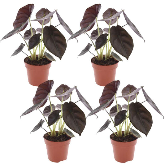 Alocasia Alokasia - Set Om 4 - Alocasia Cuprea 'Red Secret' - Höjd 25-35Cm - ⌀12Cm