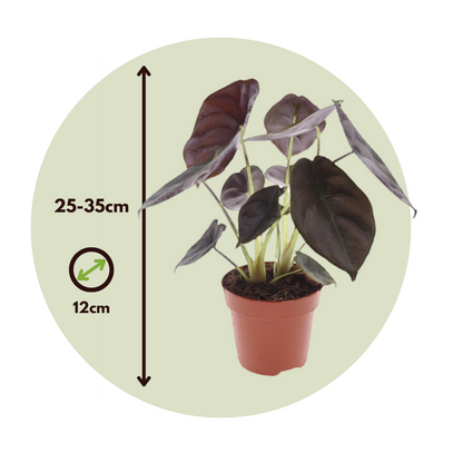 Alocasia Alokasia - Set Om 4 - Alocasia Cuprea 'Red Secret' - Höjd 25-35Cm - ⌀12Cm