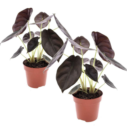 Florastore Alokasia - Set Om 2 - Alocasia Cuprea 'Red Secret' - Höjd 25-35Cm - ⌀12Cm