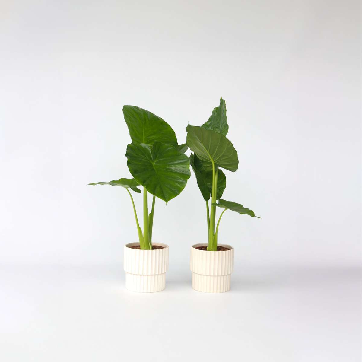 Florastore Alokasia - Set Om 2 - Alocasia 'Odora' - Höjd 55-75Cm - ⌀17Cm