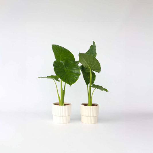 Florastore Alokasia - Set Om 2 - Alocasia 'Odora' - Höjd 55-75Cm - ⌀17Cm