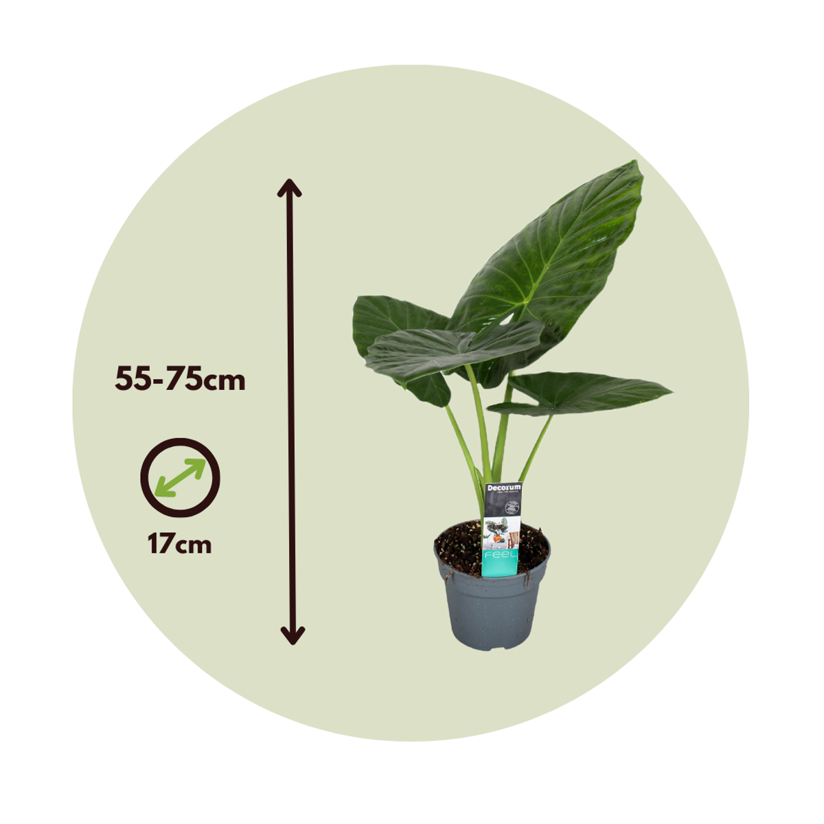 Out Of Category Houseplants Alokasia - Set Om 2 - Alocasia 'Odora' - Höjd 55-75Cm - ⌀17Cm