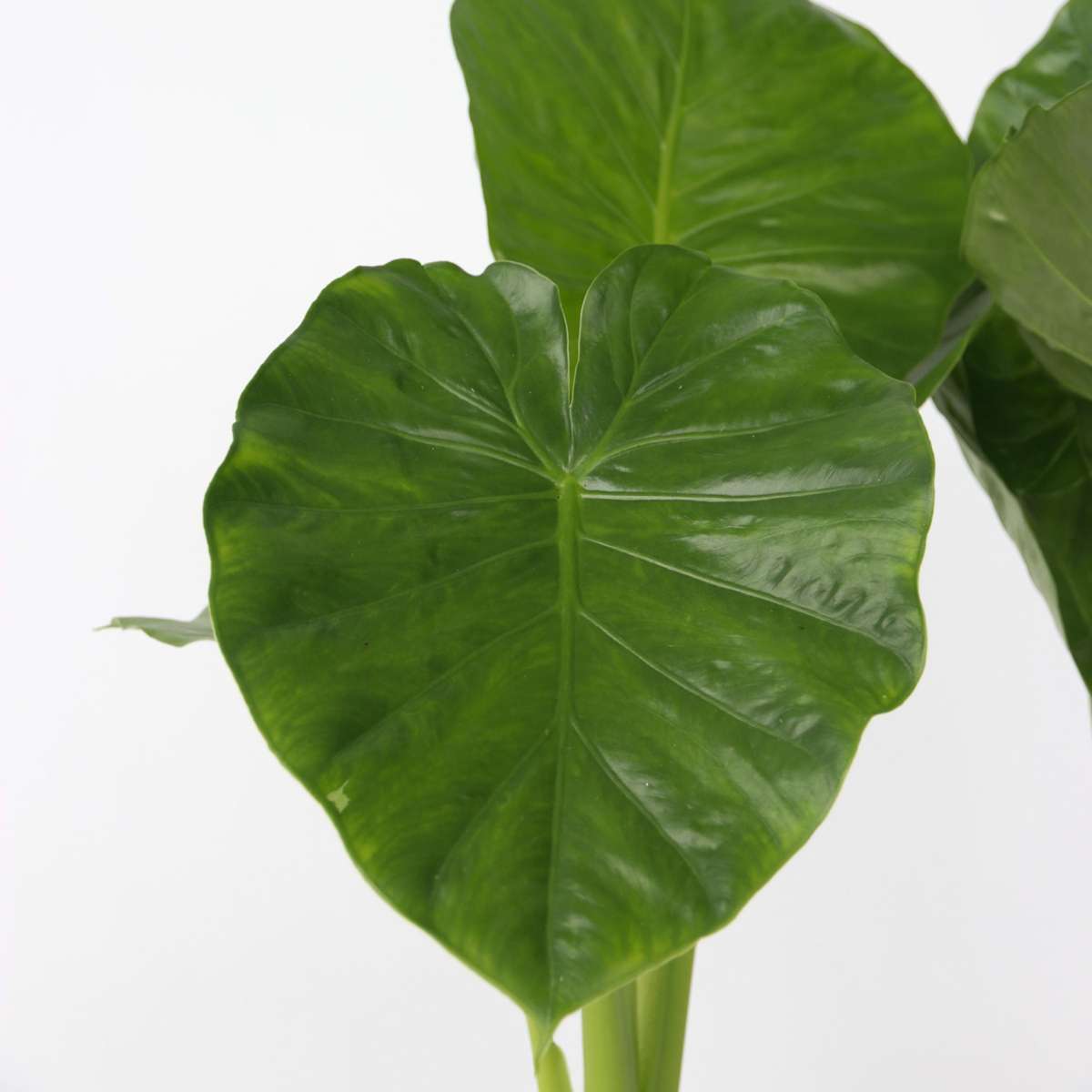 Out Of Category Houseplants Alokasia - Set Om 2 - Alocasia 'Odora' - Höjd 55-75Cm - ⌀17Cm