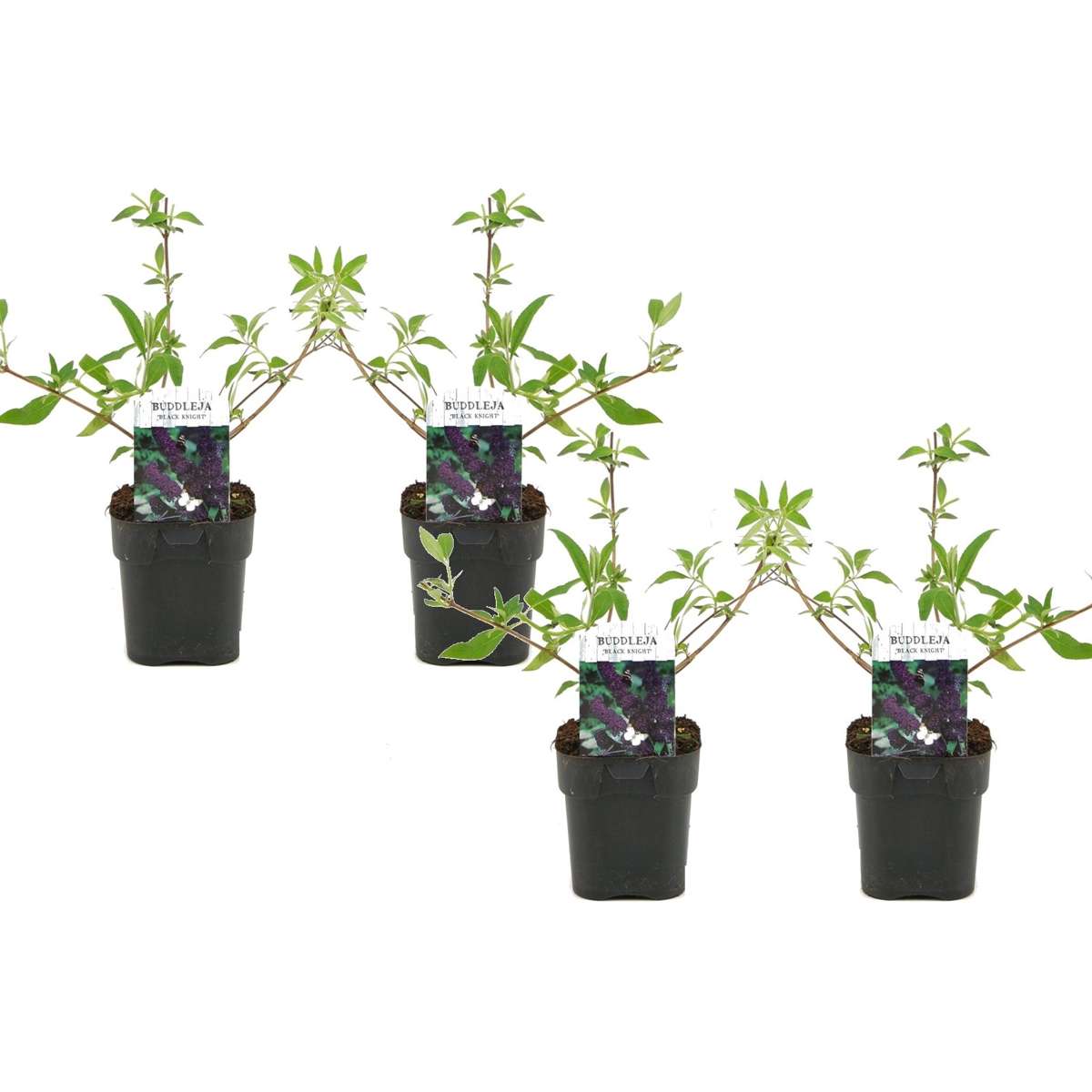 Florastore Fjärilsbuske - Set Om 4 - Buddleja Davidii 'Black Knight' - Höjd 30-40Cm - ⌀17Cm