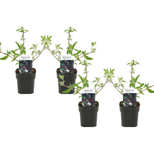 Florastore Fjärilsbuske - Set Om 4 - Buddleja Davidii 'Black Knight' - Höjd 30-40Cm - ⌀17Cm