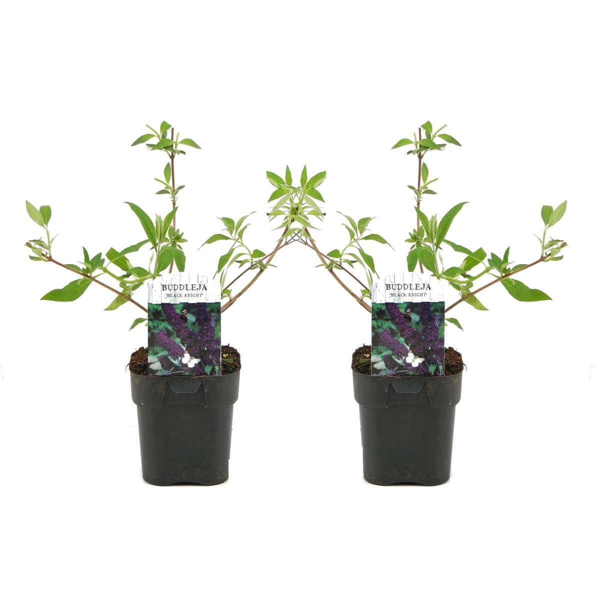 Florastore Fjärilsbuske - Set Om 2 - Buddleja Davidii 'Black Knight' - Höjd 30-40Cm - ⌀17Cm