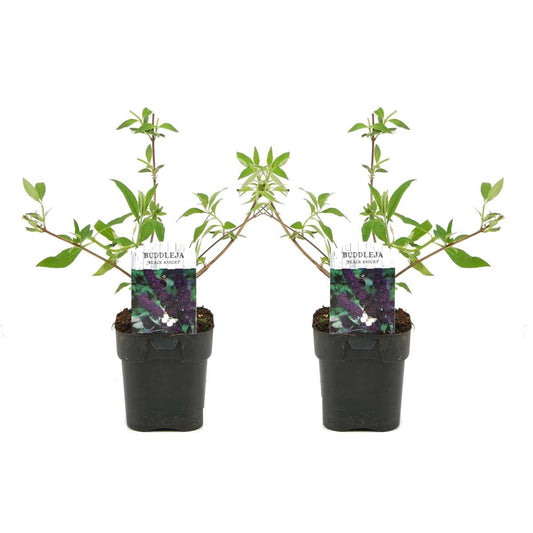 Florastore Fjärilsbuske - Set Om 2 - Buddleja Davidii 'Black Knight' - Höjd 30-40Cm - ⌀17Cm